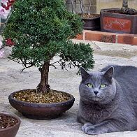 Prunelle